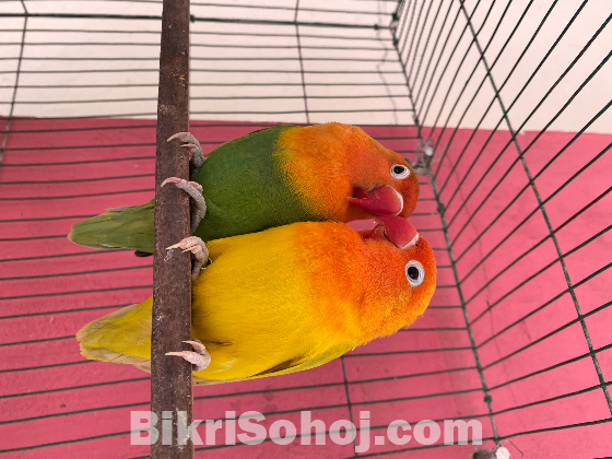 Lovebird For Sale